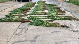 Tekirdağ’da 4 bin 100 kök Hint keneviri ele geçirildi