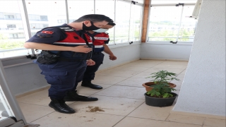 Yalova’da uyuşturucu üretmek için saksıda Hint keneviri yetiştirdiği iddia edilen zanlı yakalandı