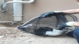 Kırklareli’nde su borusunda mahsur kalan kedi kurtarıldı