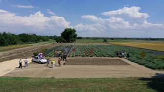Edirne’de 5 gün sürecek ”lavanta” kokulu tarla günleri etkinlikleri başladı