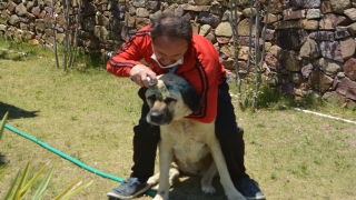 Balıkesir’de işkence edildiği öne sürülen sahipli iki köpekten biri telef oldu