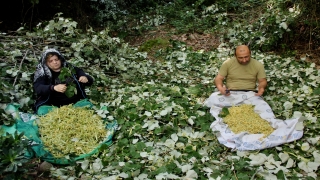 Ihlamur ormanlarında ”mis kokulu” hasat başladı