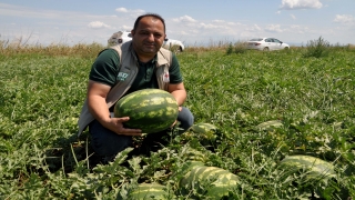 Karacabey Ovası’nda karpuz ve kavun hasadı bu hafta başlayacak