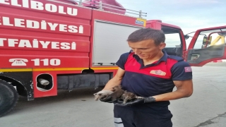 Gelibolu’da vincin şasisinde doğan kedi yavrularını itfaiyeciler kurtardı