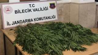 Bilecik’te kabak tarlasına Hint keneviri eken kişi yakalandı