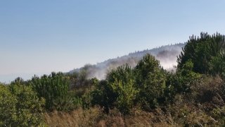 Gebze’de mesire alanında çıkan yangında çam fidanları zarar gördü