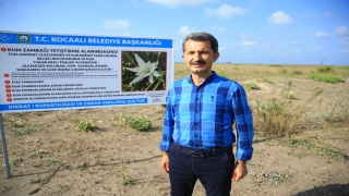 Sakarya’da ”sahillerin gelinliği” kum zambakları plajları süslüyor