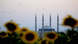 Edirne’de açan ayçiçeklerinin oluşturduğu sarı şölen kenti dev bir yağlı boya tablosuna dönüştürdü