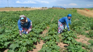 Yenişehir’de bamya hasadı başladı