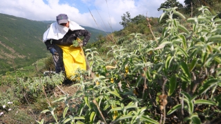 Tekirdağ’ın Ganos Dağı eteklerinden toplanan ada çayı 7 ülkeye ihraç ediliyor