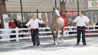 Safkan Arap taylarının satışından 3,1 milyon lira gelir elde edildi