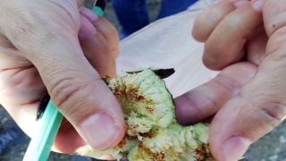 Mudanya’da meyve dökümü yaşanan incir bahçelerinden numune alındı