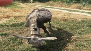 Gübre çukuruna saplanan eşeği itfaiye ekipleri kurtardı
