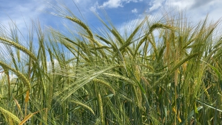 Tescilli arpa çeşidi ”Yağmur” verimiyle çiftçinin yüzünü güldürecek