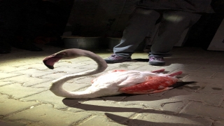 Çanakkale’de uzun uçuştan yorgun düşen flamingo tedavi altına alındı