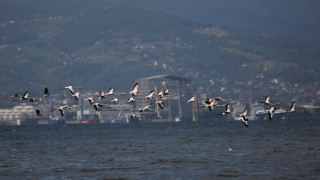 Flamingolar, İzmit Körfezi’nin misafiri oldu 