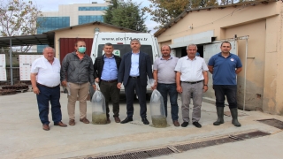 Edirne’de 1 milyon 600 bin yavru pullu sazan göl ve göletlere bırakılıyor