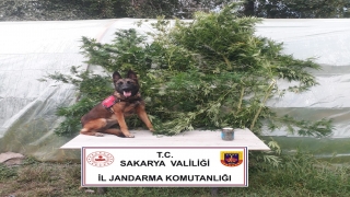 Karasu’da uyuşturucu operasyonu