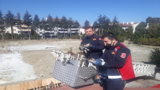 Bozüyük’te çatıda mahsur kalan kedi yavruları kurtarıldı