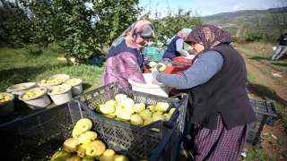Coğrafi işaretli ”Geyve ayvası”nın hasadı başladı