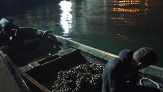 İzmit Körfezi’nde yasa dışı avlanan 150 kilogram midye denize bırakıldı