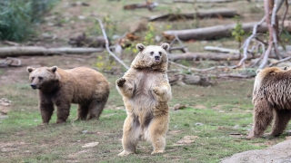 Ovakorusu’nda ayılar günde 400 kilogram yiyecekle kış uykusuna hazırlanıyor