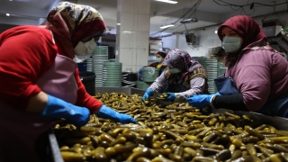 Gedelek turşusunun kış sofralarına yolculuğu başlıyor