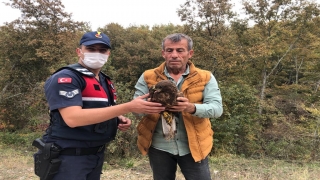 Bilecik’te yaralı halde bulunan kartal tedavi altına alındı