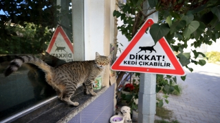 Kırklareli’nde sürücüler ”kedi köpek çıkabilir” tabelalarıyla uyarılıyor