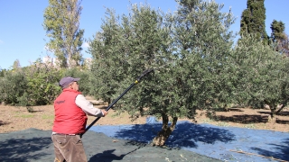 Erdek’te bu yıl 9 bin ton zeytin rekoltesi bekleniyor
