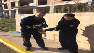 Kocaeli’de tel örgülerde mahsur kalan kedi yavrusu kurtarıldı