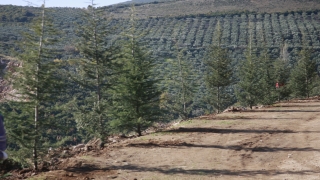 Orhangazi’de binlerce fidan toprakla buluşturuldu