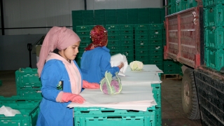 Bursa’da yetiştirilen renkli karnabaharda hasat başladı