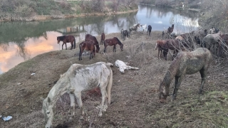 Jandarma Sakarya Nehri kenarında bulunan 40 ata el koydu