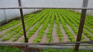 Çanakkale’de şiddetli yağış nedeniyle tarım alanlarını su bastı