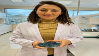 Mikroalglerden fermantasyon yöntemiyle protein ürettiler