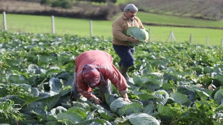 ”Kaynarca lahanası” rekoltesiyle çiftçiyi sevindirdi