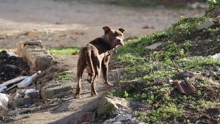 Edirne’de sokakta başıboş bulunan pitbull barınağa götürüldü