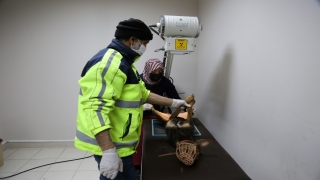 Kocaeli’de otomobilin çarptığı köpeği itfaiye kurtardı