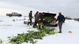 Tekirdağ’da yaban hayvanları için doğaya 2 ton yem bırakıldı 