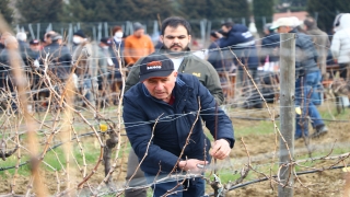 Tekirdağ’da üreticiler asma budama için yarıştı
