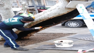 Pendik Belediyesi ilçe merkezindeki çınarların bakımına başladı