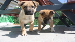Keşan’da muhtarlığın bahçesi iki köpek yavrusuna yuva oldu