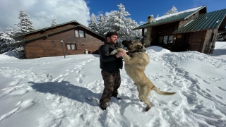Uludağ’da ayının köpekle boğuşması kameraya yansıdı