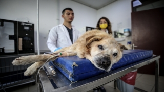 20 yaşındaki köpek ”Korkmaz”ı yaşatmak için çalışıyorlar