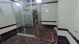 Sakarya’da kargalar boş evdeki duşakabini odun parçalarıyla doldurdu 