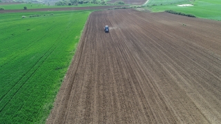 Tekirdağ’da 3 ton yerli hibrit ayçiçeği tohumu ekildi