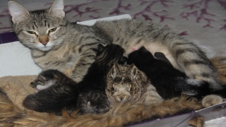 Bursa’da köpeklerden kaçan tavşan yavrusuna kedi annelik ediyor