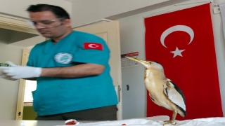 Edremit’te yaralı vaziyette bulunan 2 balaban kuşu tedavi edildi