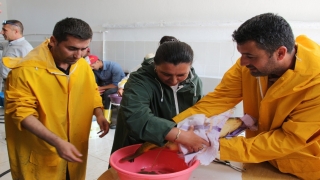 Edirne’de yetiştirilecek 8 milyon sazan yavrusu göl ve göletlere salınacak